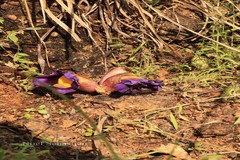 Aeginetia pedunculata